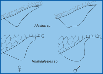 alestidae dimorphism