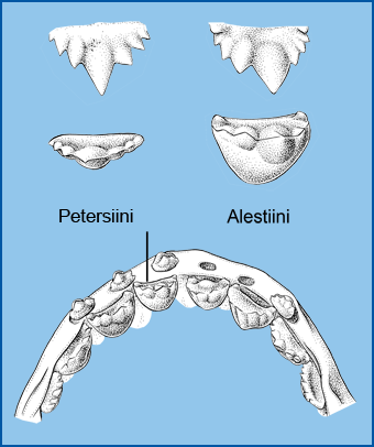 alestidae teeth