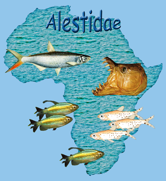 alestidae presentation